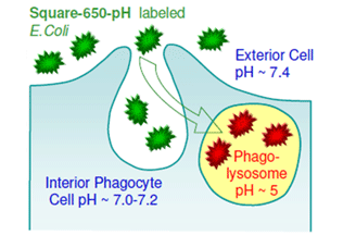 Application of Square-650-pH to investigate phagocytosis events